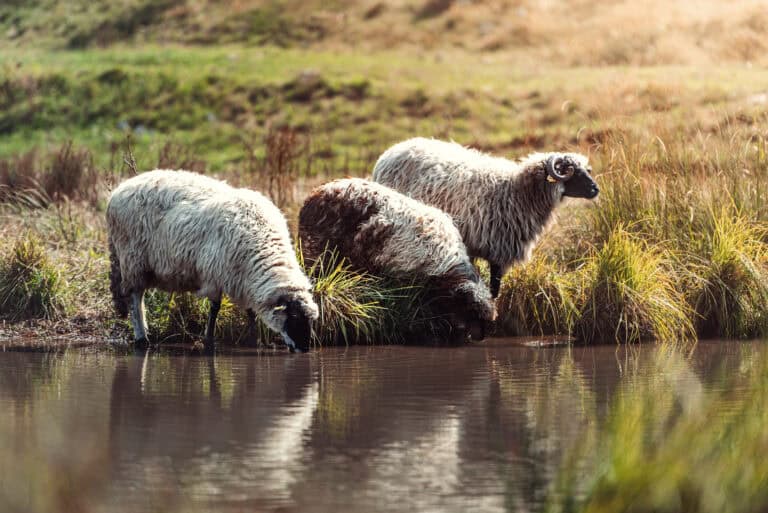 Sheep grazing by a pond on the Dinaric plateau